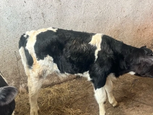 Vând 2 tăurasi  - imagine 2