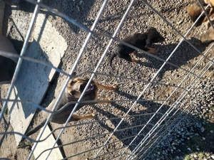 Catei spre adoptie - imagine 4