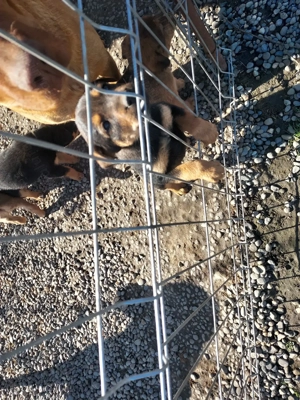 Catei spre adoptie - imagine 2