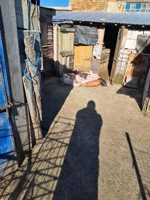 Vând purcei de 8 săptămâni - imagine 2