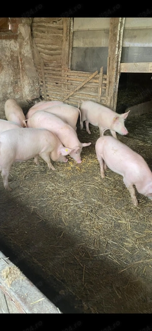 Purcei de vânzare rasa marele alb cu landrax si pietrean la 40 kg