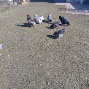 Găini australorp  - imagine 2