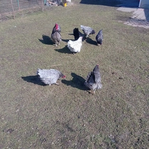 Găini australorp  - imagine 3