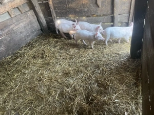 de vanzere purcei de 8 saptamani