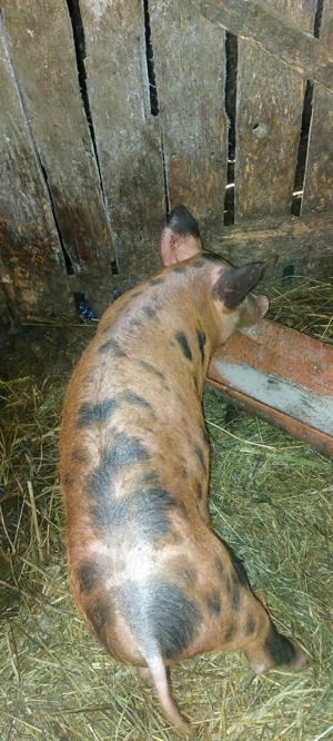 Vând purcel DUROC castrat la 13 săptămâni 