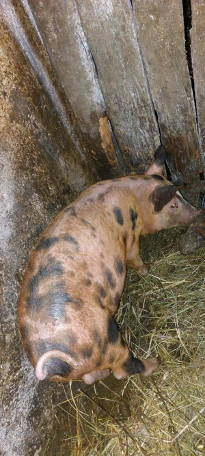 Vând șoldan  godan DUROC la 14 săptămâni înțărcat - imagine 3