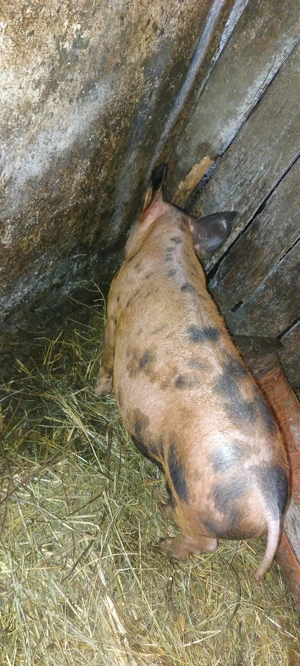 Vând șoldan  godan DUROC la 14 săptămâni înțărcat - imagine 4