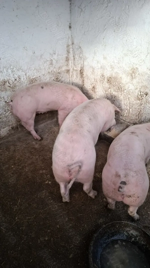 Vând 2 scrofite vârstă 5 luni ,greutate 50Kg+ - imagine 3