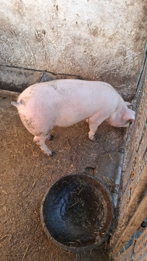 Vând 2 scrofite vârstă 5 luni ,greutate 50Kg+ - imagine 2
