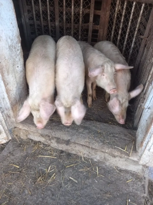 vand soldani  - imagine 2