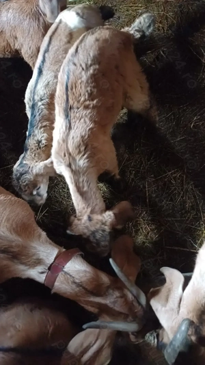 Tapusori anglo nubiene rasa pura - imagine 5