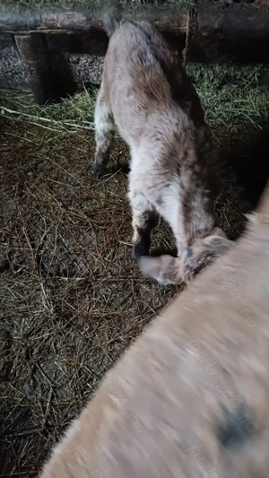 Tapusori anglo nubiene rasa pura - imagine 4