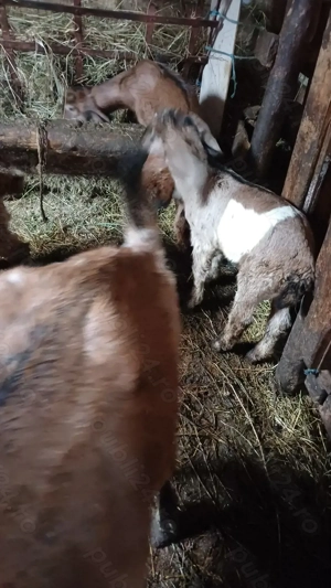 Tapusori anglo nubiene rasa pura - imagine 3