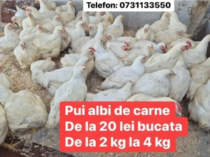 Pui de carne in viu sau taiati