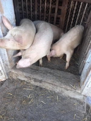 vand soldani  - imagine 3