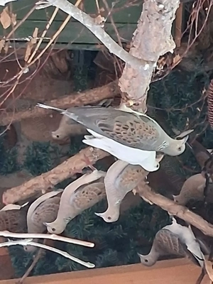 Turturele Sălbatice  - imagine 5