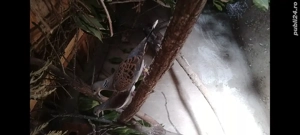 Turturele Sălbatice  - imagine 2