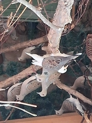 Turturele Sălbatice  - imagine 4