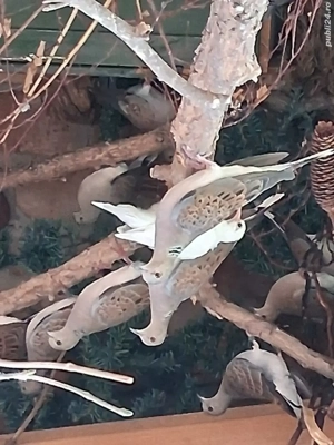 Turturele Sălbatice  - imagine 3