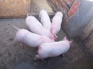 Vând purcei  - imagine 3