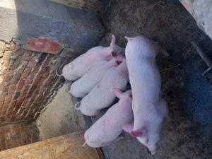 Vând purcei  - imagine 2