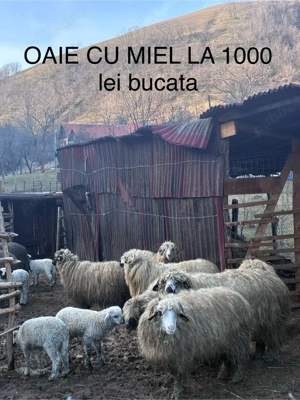 Remorca la 2000 euro   oaie cu miel la 1000lei bucata - imagine 2