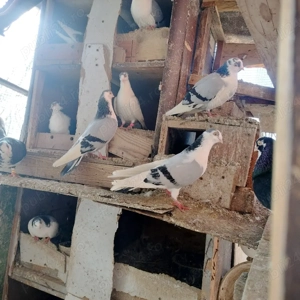 Jucătorii de Galați morișcari