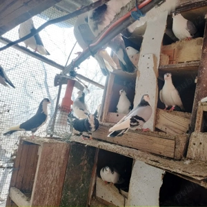 Jucătorii de Galați moriscari - imagine 3