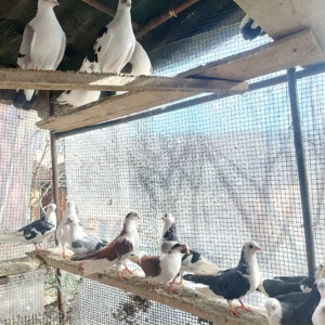 Jucătorii de Galați moriscari