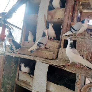 Jucătorii de Galați moriscari - imagine 2