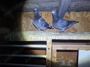 Porumbei voiajori  - imagine 5