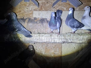 Porumbei voiajori  - imagine 2