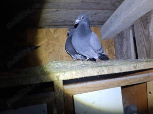 Porumbei voiajori  - imagine 4