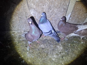 Porumbei voiajori  - imagine 3