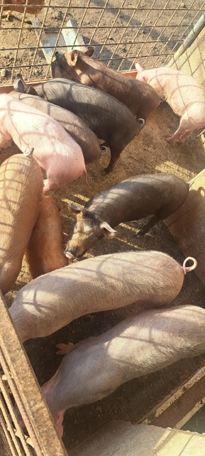 purcei de vânzare  - imagine 4