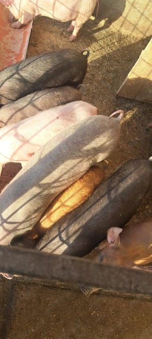 purcei de vânzare  - imagine 3