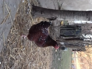 Vând 3 puici Sussex portelan 