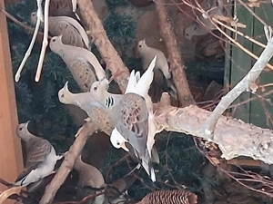 Turturele de pădure, reproduse anul trecut  - imagine 5