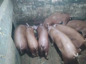 Vand purcei - imagine 3