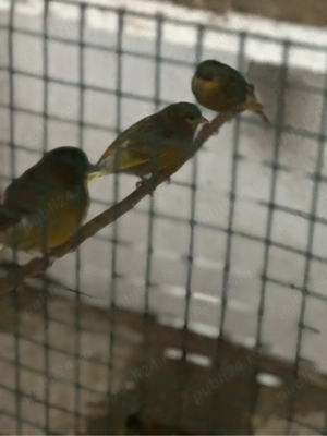 hibrid de scatiu cu capul negru schimb cu papagal - imagine 2