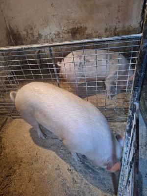  porc 130-150kg - imagine 2