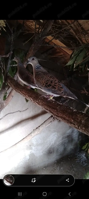 Turturele de pădure, reproduse anul trecut 