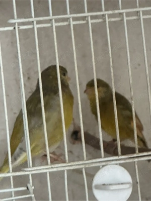 hibrid de scatiu cu capul negru schimb cu papagal