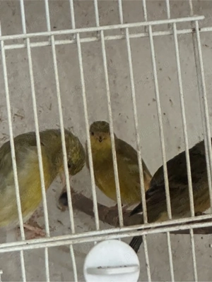 hibrid de scatiu cu capul negru schimb cu papagal - imagine 3