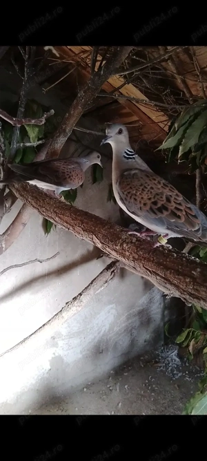 Turturele de pădure, reproduse anul trecut  - imagine 3