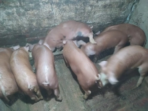 Vand purcei - imagine 4