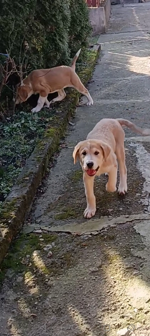 Ciobanesc asia centrala  - imagine 5