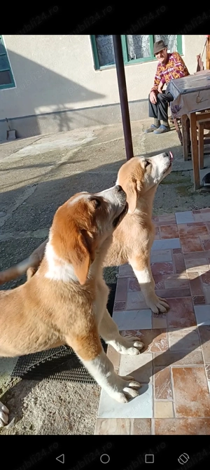 Ciobanesc asia centrala 