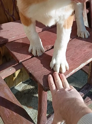 Ciobanesc asia centrala  - imagine 3