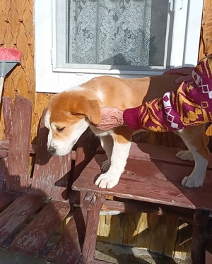 Ciobanesc asia centrala  - imagine 4